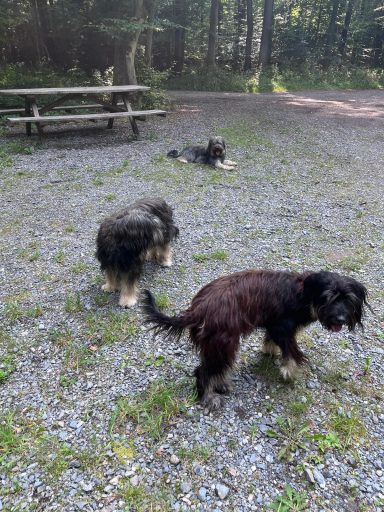 Finya, Mila und Whisky